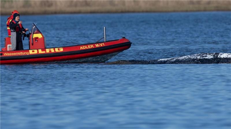 Der Meeressäuger liegt in einer freigespülten Mulde vor der Insel Poel.