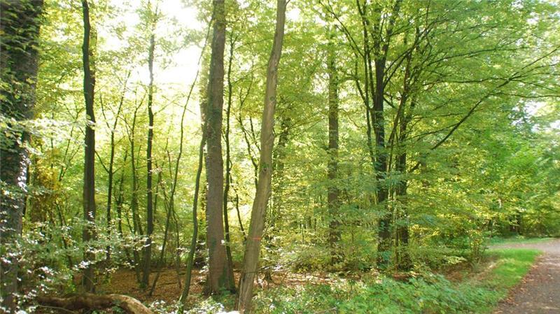 Der Meinkenhoop in Harsefeld: ein typischer Mischwald mit Rundweg zum Erleben der unterschiedlichen Baumarten.