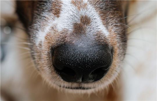 Der Mensch hat sich die phänomenale Hunde-Spürnase für die Jagd schon früh zunutze gemacht.