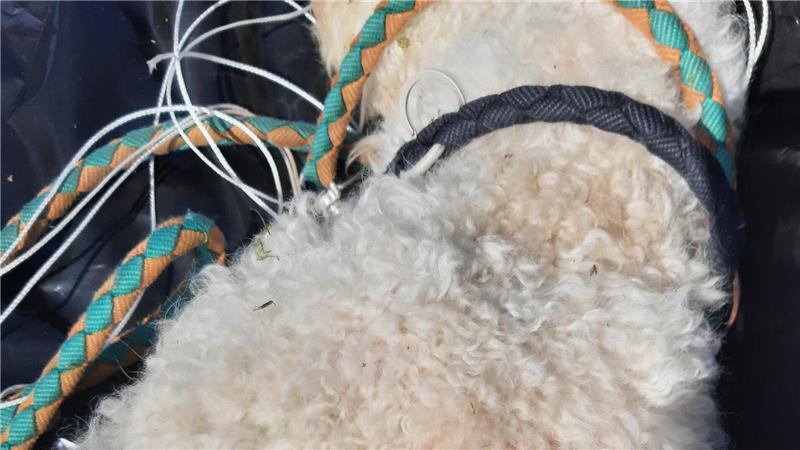 Grausamer Fund: Hund in Wald erhängt Der Mischling ist von den Beamten tot vom Baum geborgen worden.
