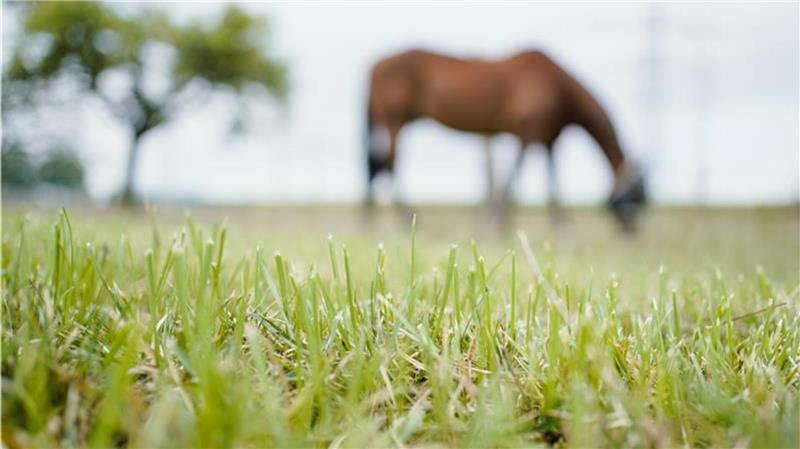 Der Missbrauch war aufgefallen, weil die Halterin der Stute eine Überwachungskamera im Stall installiert hatte. (Symbolbild)