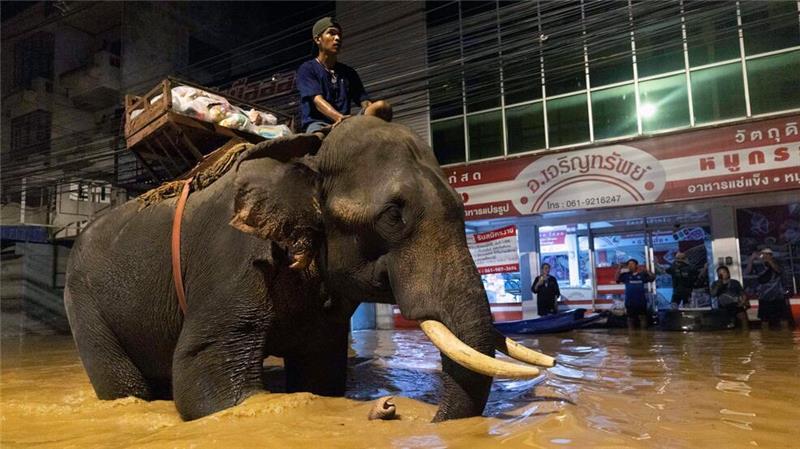 Fluten in Thailand: Mönch bringt Hilfsgüter mit Elefanten Der Mönch sagte, er habe den Wasserstand und die Strömungen genau abgewägt (Foto aktuell).