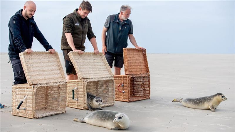 Der Moment der Freiheit ist für die jungen Seehunde da, als die Tierpfleger die Transportkörbe öffnen.