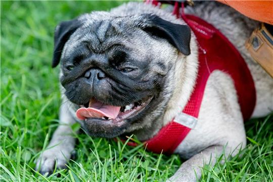 Der Mops zählt zu den übergezüchteten Trend-Hunden. Tierschützer schlagen Alarm. Foto: dpa