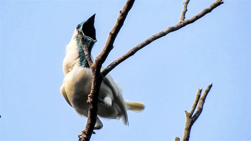 Der Nacktkehl-Glockenvogel stößt metallische Schreie aus.