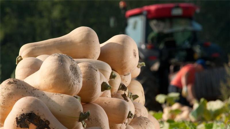 Der Name ist Programm: Die Vorzüge des Butternut-Kürbisses ist sein milder nussigbuttriger Geschmack.