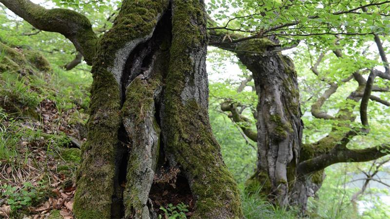 Der Nationalpark Kellerwald-Edersee wird als Positivbeispiel genannt.