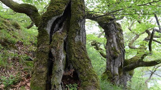Der Nationalpark Kellerwald-Edersee wird als Positivbeispiel genannt.