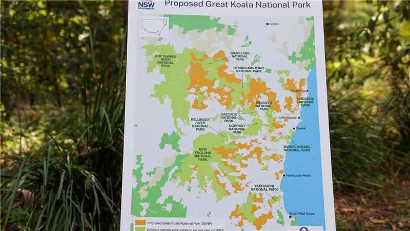 Australien schafft riesigen Nationalpark für Tausende Koalas Der Nationalpark wird einer der größten in Australien.