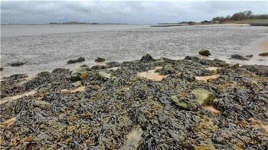 Der Nordenhamer Strand ist Teil des Lebensraums Nordsee geworden. Am Unionpier wächst Knotentang. Dahinter Watt. Dort wo einst in Flachwasserzonen der Lebensraum von Jungfischen war, fällt nun bei Ebbe alles trocken. In Folge dieser Entwicklung hat sich die Fischfauna an der Unterweser stark verändert. Foto: Heilscher