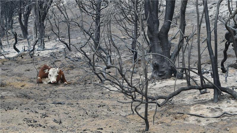 Waldbrände in Patagonien: Argentinien ruft den Notstand aus Der Notstand soll die Waldbrandbekämpfung effektiver gestalten. (Archivbild)