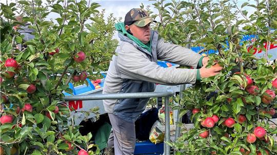 Der Obstbau fordert Sonderregelungen beim Mindestlohn bei handarbeitsintensiven Kulturen wie dem Apfel.