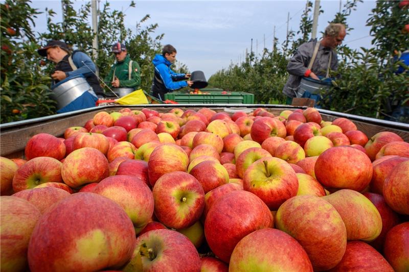 Der Obstbau kritisiert: Die Erzeugerpreise für Äpfel aus dem Alten Land, aus Kehdingen und von der Stader Geest sind zu niedrig. Foto: Klaus-Dietmar Gabbert/dpa-Zentralbild/dpa