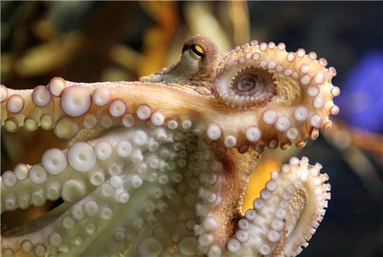 Der Oktopus „Kleiner Paul“ gehört laut Wikipedia zu den Gewöhnlichen Kraken oder Gemeinen Kraken (Octopus vulgaris) und ist ein Kopffüßer aus der Ordnung der Kraken. Foto: Weihrauch/dpa