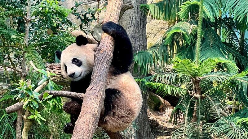 Pandas und Blumen: Wie Asien charmante Diplomatie betreibt Der Panda „Le Le“ muss zurück nach China fliegen.