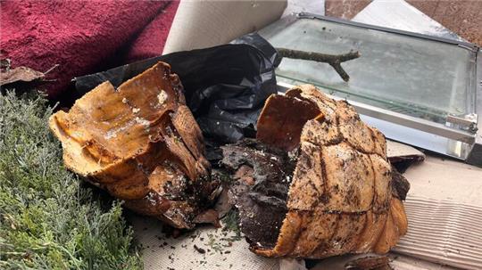 Der Panzer einer toten Spornschildkröte ist durch Polizeikräfte sichergestellt worden.