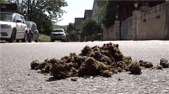  Pferdeäpfel liegen in Billingshausen, Ortsteil von Bovenden, auf der Straße. 