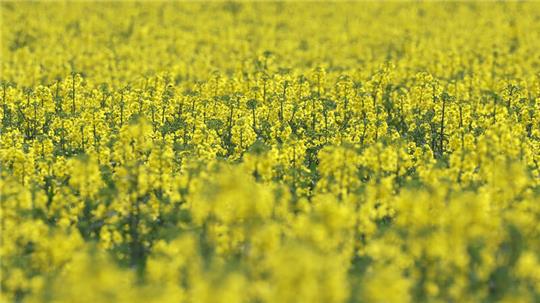 Der Raps beginnt auf einem Feld zu blühen.