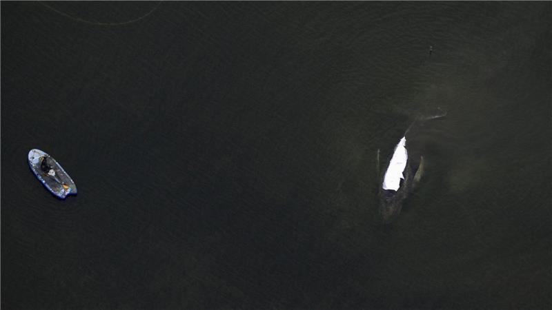 Der Rettungsversuch des in der Ostsee gestrandeten Buckelwals zieht sich in die Länge. 