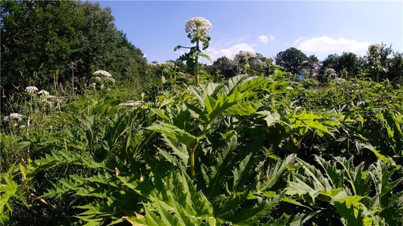 Der Riesenbärenklau (Heracleum mantegazzianum), auch Herkulesstaude genannt, stammt laut Nabu ursprünglich aus dem Kaukasus und wurde in die europäischen Länder als Gartenpflanze eingeführt. (Archivbild)