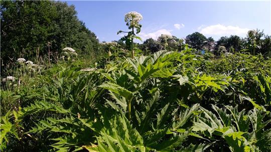 Der Riesenbärenklau (Heracleum mantegazzianum), auch Herkulesstaude genannt, stammt laut Nabu ursprünglich aus dem Kaukasus und wurde in die europäischen Länder als Gartenpflanze eingeführt. (Archivbild)