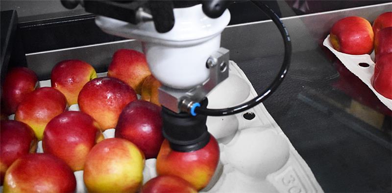Der Roboter-Saugarm positioniert die Äpfel in den Legenestern unter anderem nach Ausfärbung. Fotos: Vasel