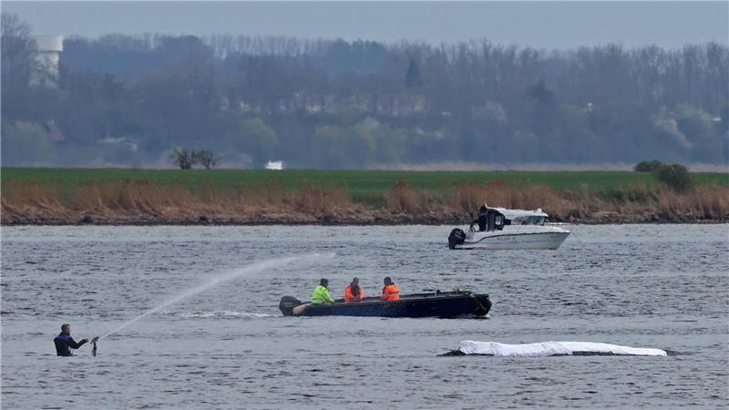 Der Rücken des Wals ist mit Tüchern abgedeckt.