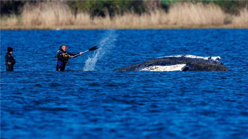 Der Rücken des gestrandeten Buckelwals liegt frei und ist der Sonne ausgesetzt. 
