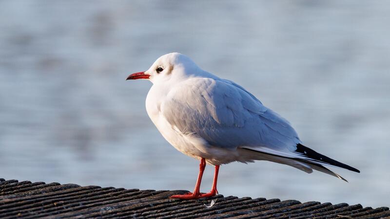 Ein Winterziel für Möwen sind Städte Der Ruf der Lachmöwe (Chroicocephalus ridibundus) klingt wie Gelächter, daher auch der Name.
