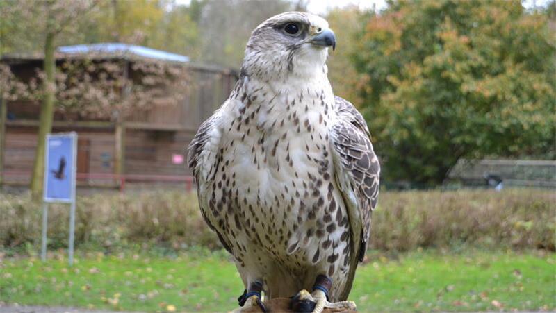 Gründerstar: Leonie Johland ist mit Falken und Waldkauz auf Erfolgsspur Der Sakerfalke „Balda“ gehört mit bis 50 Zentimetern Länge zur zweitgrößten Falkenart.