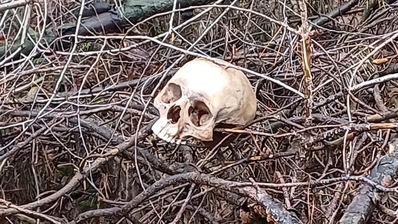 Schädel im Wald „drapiert“ – Knochen sind menschlich Der Schädel - ohne Unterkiefer - war auf Geäst-Haufen deutlich sichtbar platziert.