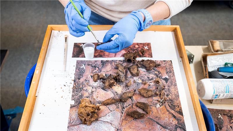 Der Schädel stammt aus dem Duvenseer Moor.