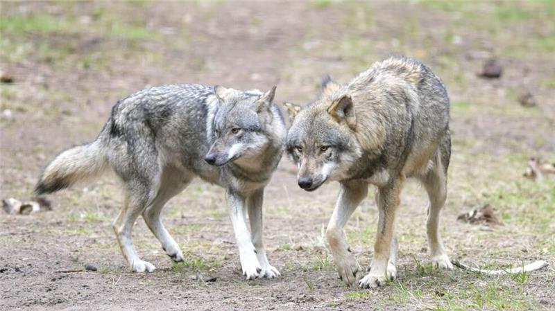 Totes Schaf 50 Meter neben Wohnhaus – Mehrere Wölfe am Werk? Der Schafhalter geht von mehreren Wölfen als Angreifer aus. Die Behörden bestätigten die Rissspuren.