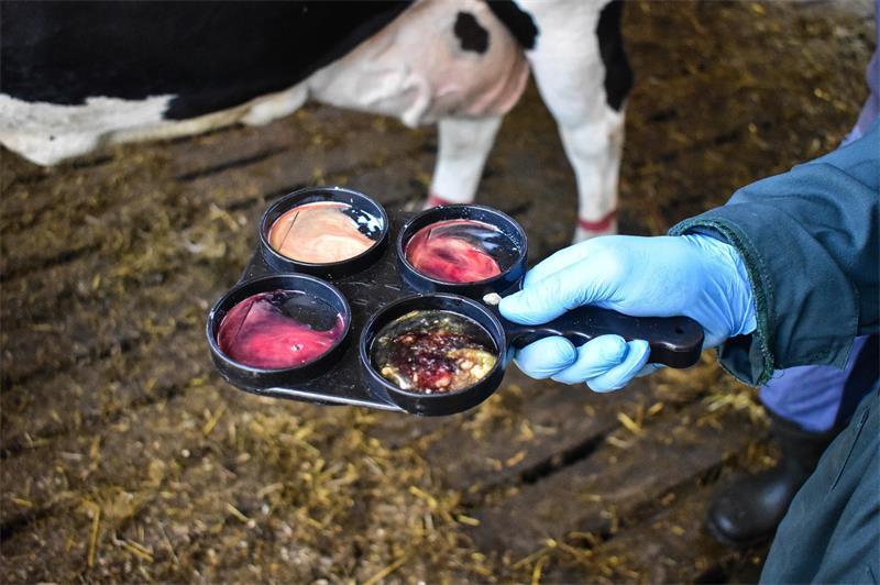 Erna geht's schlecht - doch Oldendorfs Rinderarzt hilft der kranken Kuh Der Schalmtest: Mithilfe dieses Test kann Dr. Gerrit Pöhlmann schätzen, wie viele Entzündungszellen sich in der Ernas Milch befinden.