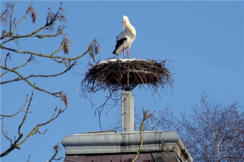 Die Horneburger Schloss-Störche sind heimgekehrt Der Schloss-Storch „Jakob“ im schneebedeckten Nest auf dem Turm. Foto: Ingrid Duncker.