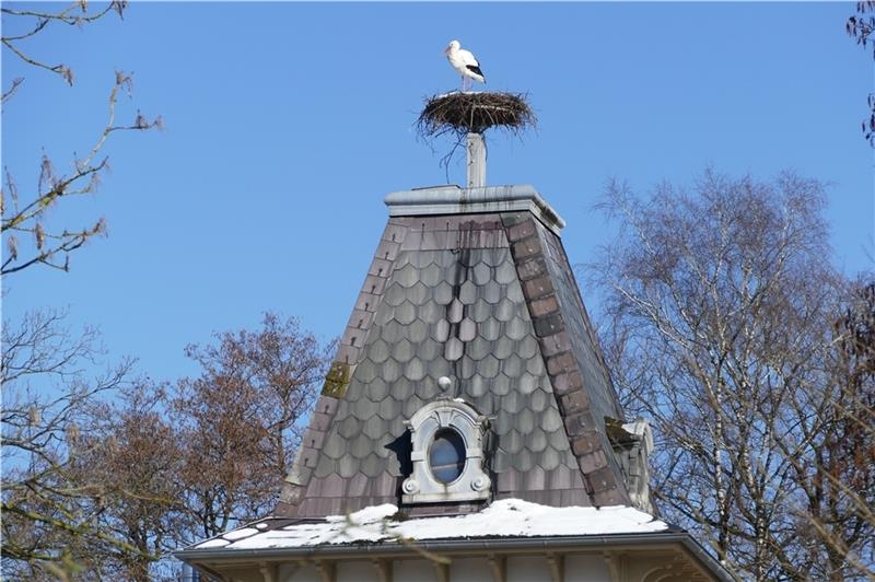 Die Horneburger Schloss-Störche sind heimgekehrt Der Schloss-Storch „Jakob“ im schneebedeckten Nest auf dem Turm. Foto: Rolf Duncker