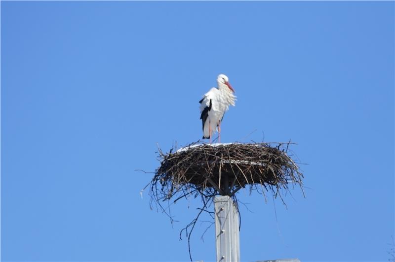 Die Horneburger Schloss-Störche sind heimgekehrt Der Schloss-Storch „Jakob“ im schneebedeckten Nest auf dem Turm. Foto: Rolf Duncker