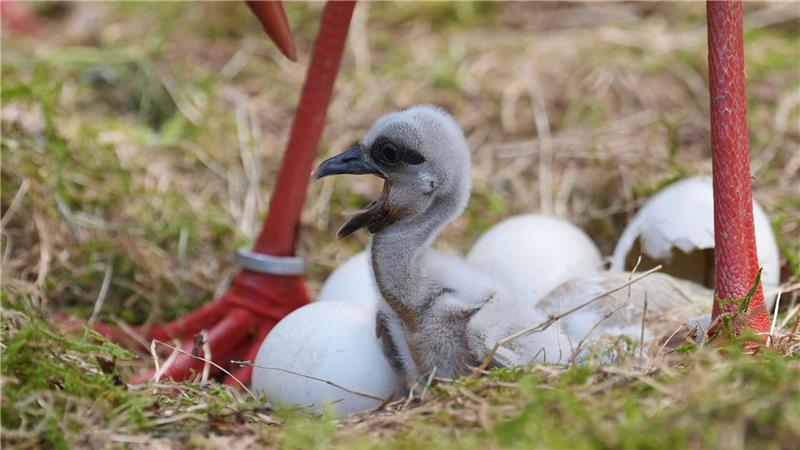 Der Schnabel des Storchenküken ist noch weich. 