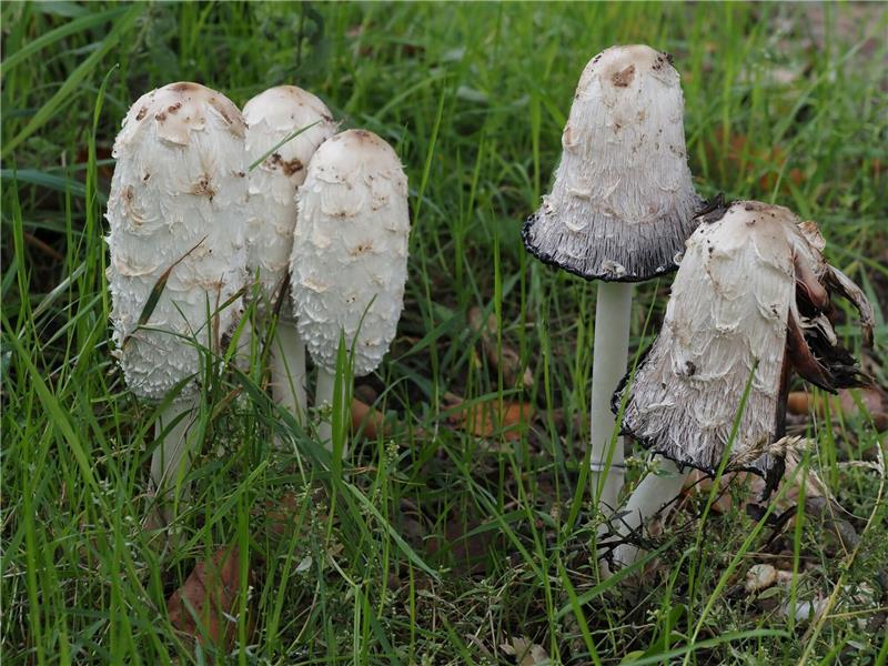 Schopf-Tintling ist Pilz des Jahres 2024 Der Schopf-Tintling ist der Pilz des Jahres.
