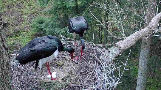 Der Schwarzstorch mag es nicht, während der Brutzeit gestört zu werden. Kommt man ihm zu nah, bricht er seine Brut ab. Aus diesem Grund werden die Schwarzstorchhorste absolut geheim gehalten. Foto: Arne Torkler