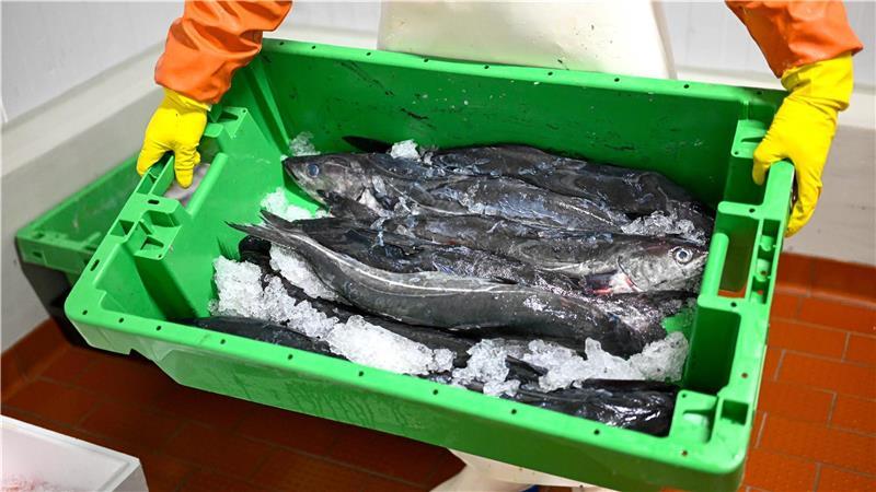 „Eine Katastrophe“: Seelachs aus der Nordsee verliert MSC-Siegel Seelachs liegt in einer Kiste.