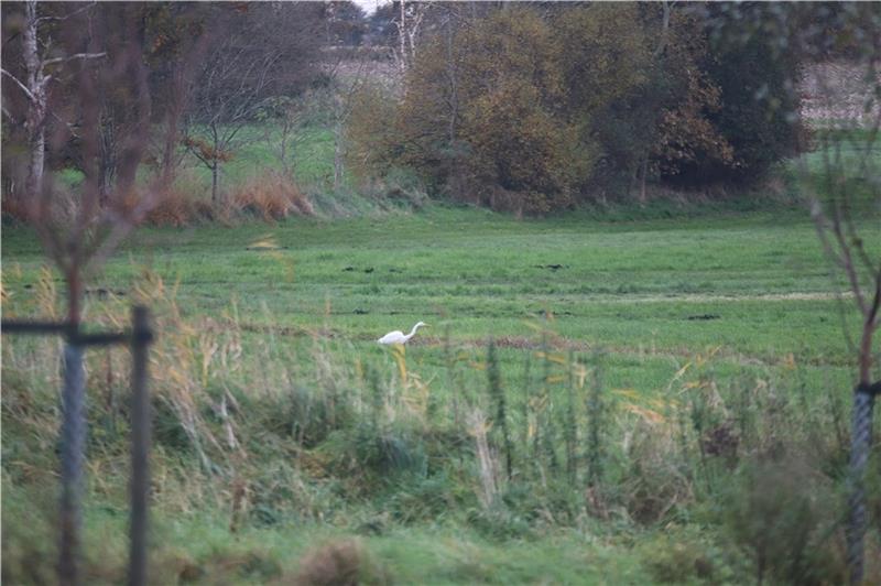 Das gibt es auf dem Erlebnispfad in Oldendorf zu entdecken Der Silberreiher sucht am Kohlspring nach Beute.