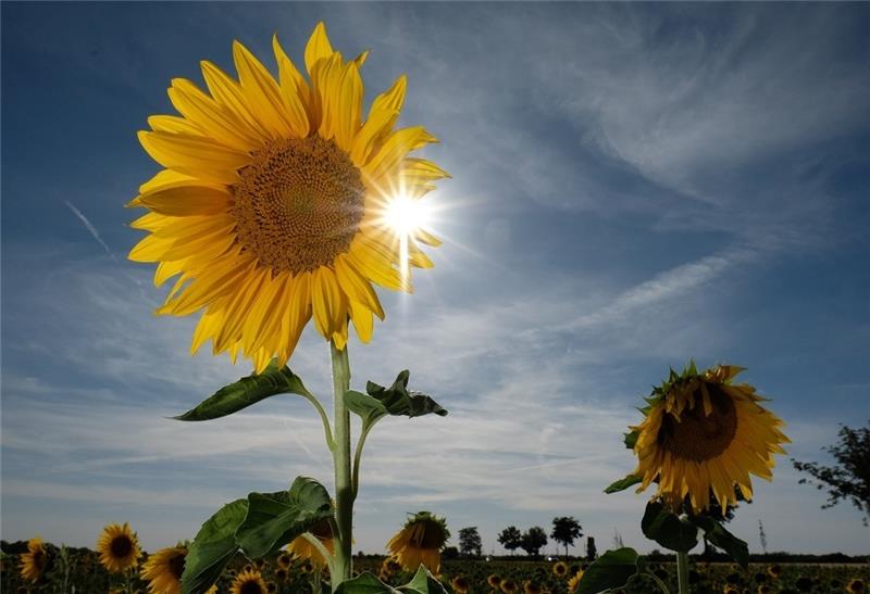Der Sommer ist mit warmen Temperaturen gekommen - diese sind mitunter allerdings gefährlich. Foto: dpa (Symbolbild)