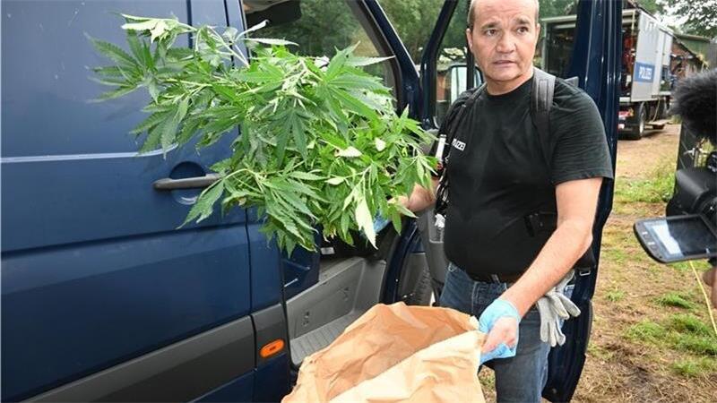 Der Stader Rauschgift-Ermittler Jens Jandtke bei der Sicherstellung der gefundenen Marihuana-Pflanzen.