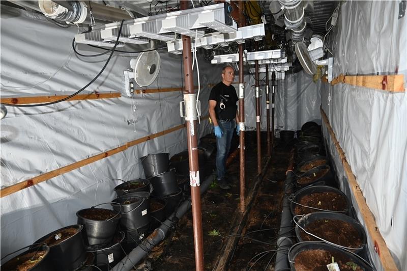 Polizei räumt Drogen-Bunker leer – Bizarre Erklärung der Marihuana-Bande Der Stader Rauschgift-Ermittler Jens Jandtke schaut sich in einem der zwei Seecontainer des unterirdischen Drogen-Bunkers bei Kutenholz um. Die bis zu 1,20 Meter hohen Marihuana-Pflanzen sind bereits abgeerntet, auf dem Boden liegen noch ei