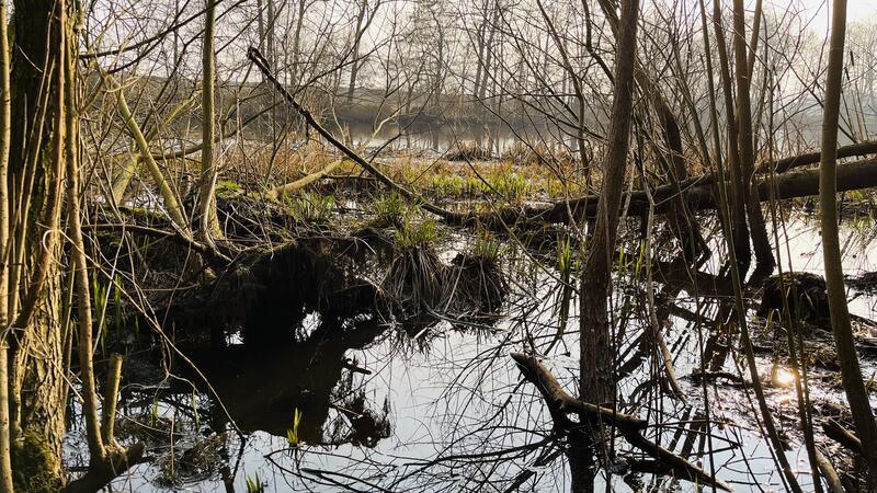 Der Steinbeck ist bei Hagen zum Mühlenteich aufgestaut. Bis hierher fließt er durch eine Niederung, ein ursprünglicher Auwald mit Erlen, Eschen und Weiden.