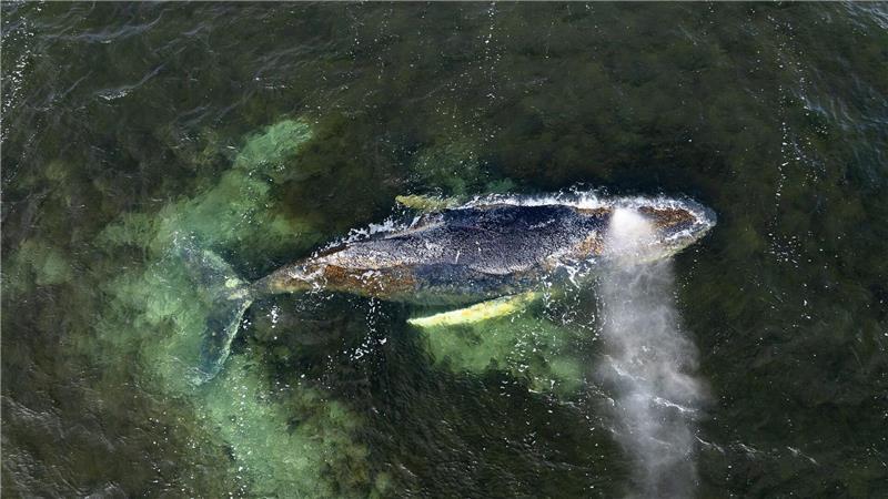 Der Sterbeprozess eines gestrandeten Wales kann sich hinziehen.