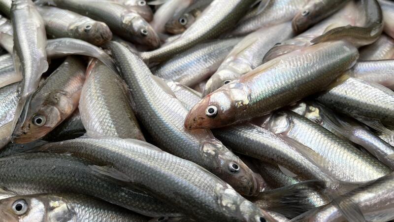 Der Stint ist eine Delikatesse. Stinte (Osmerus Eperlanus) leben im Nordatlantik und in der Ostsee. Zum Winter zieht der Fisch in Schwärmen in das Brackwasser der Flussmündungen. Dort passt sich der Fisch dem Süßwasser an, um zum Laichen stromaufwärts zu ziehen.