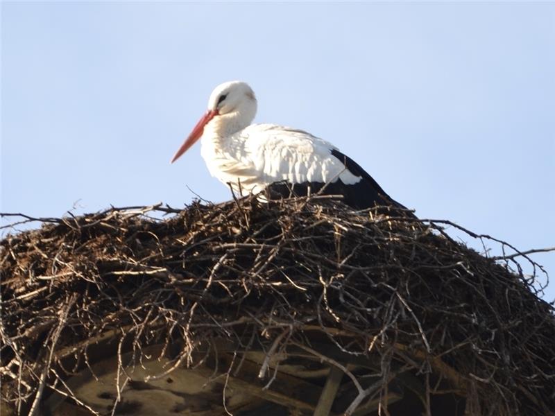 Der Storch hat in Burweg sein Nest bezogen.