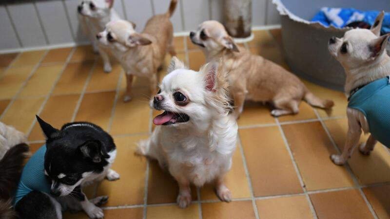 Der Stuttgarter Fund von 68 Chihuahua-Rassehunden einer überforderten Züchterin sorgte zuletzt für Aufsehen.